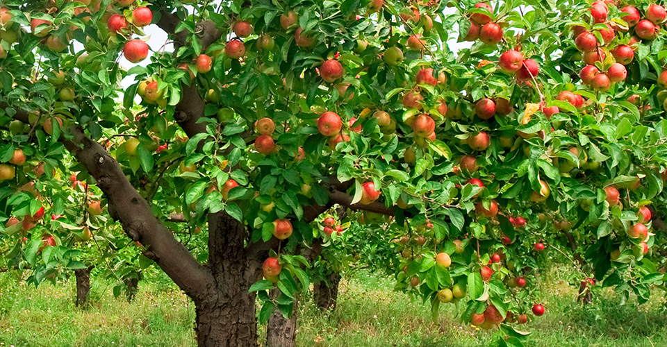 Apples on an an apple tree