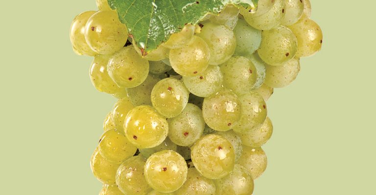 An image of Cayuga Grapes
