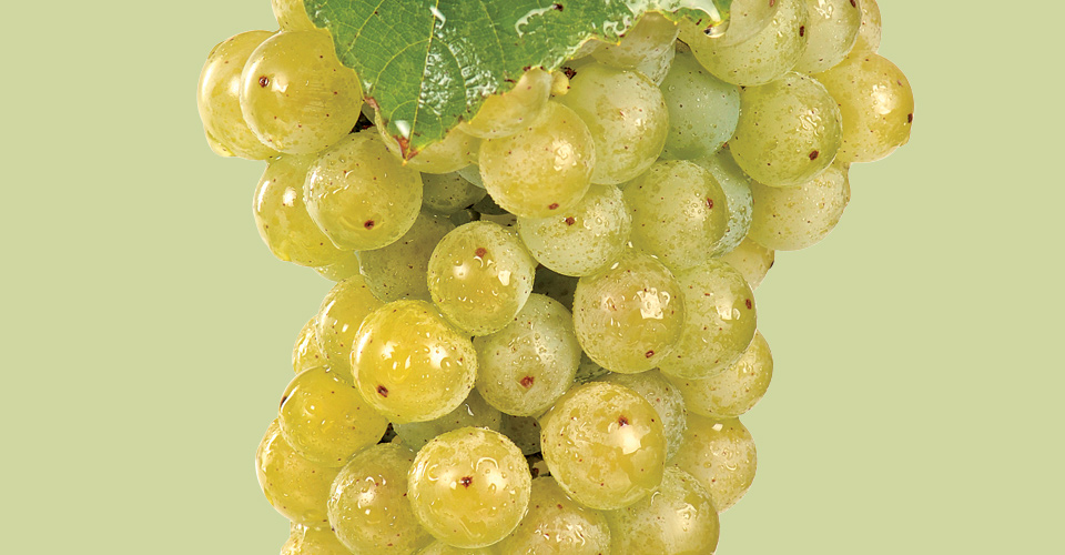 An image of Cayuga Grapes