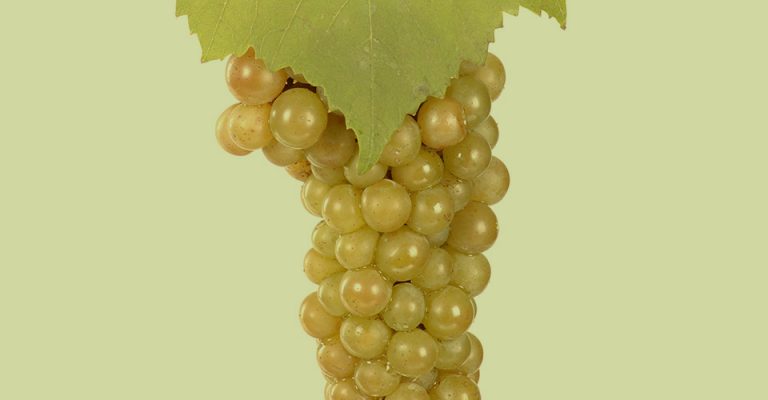 An image of Chardonnay Grapes