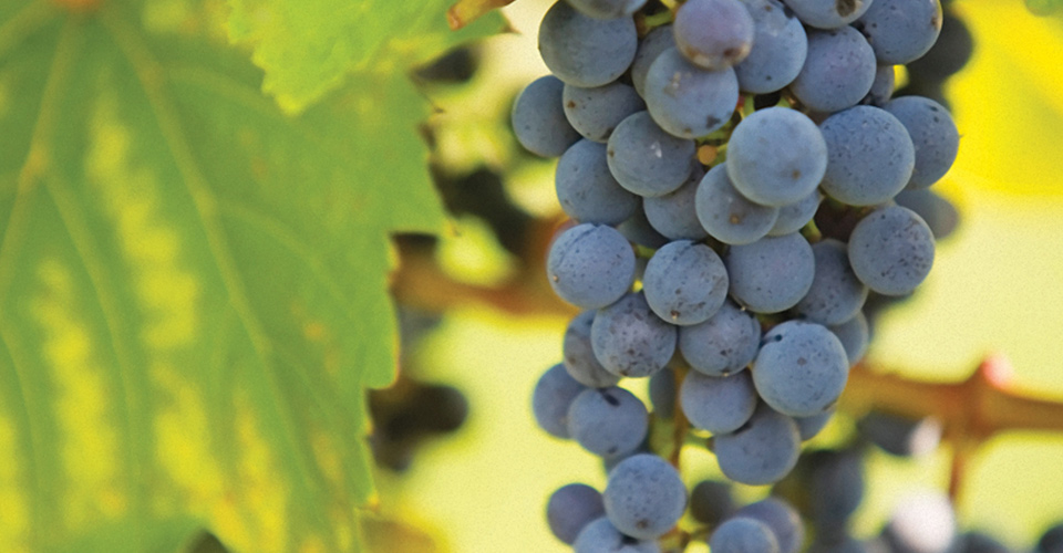 An image of Frontenac Grapes