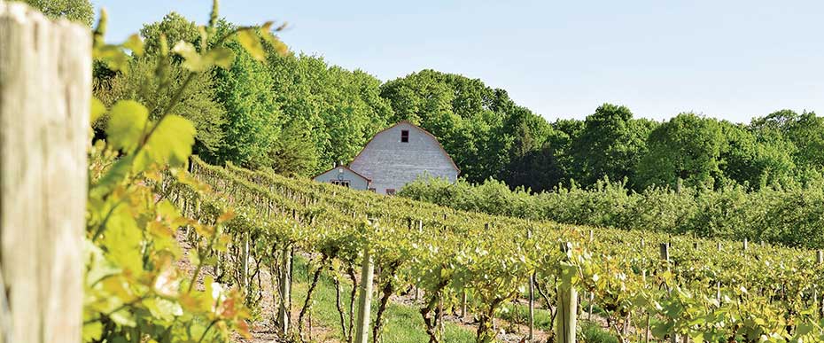 view of Glorie Farm vineyard with barn in background