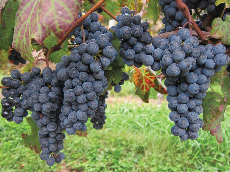 Cabernet Franc grapes hanging from the vine, at Glorie Farm Winery.