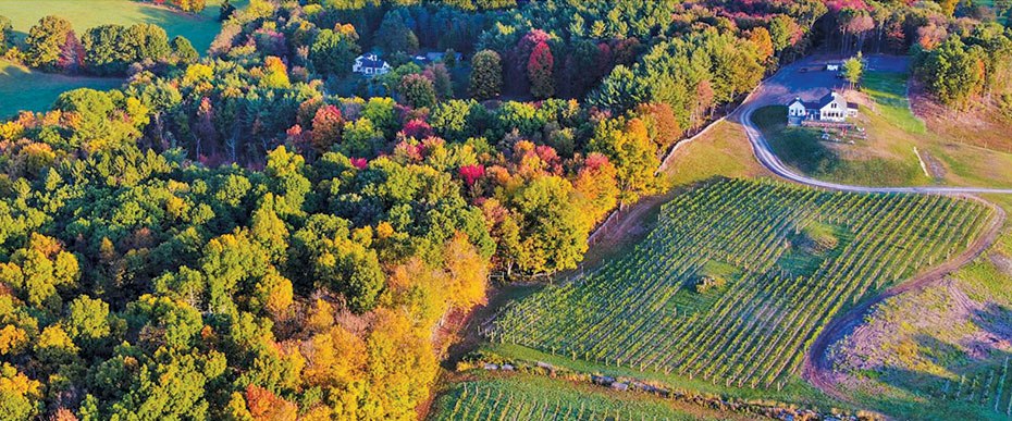 aerial view of milea estate vineyard