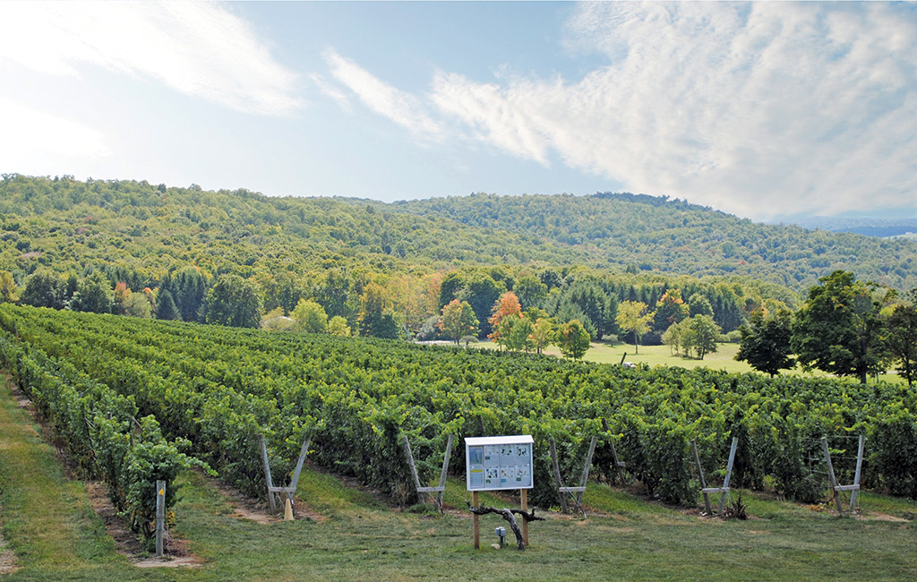 Landscape view of Cab Fanc vineyard at Millbrook Winery with hills in background