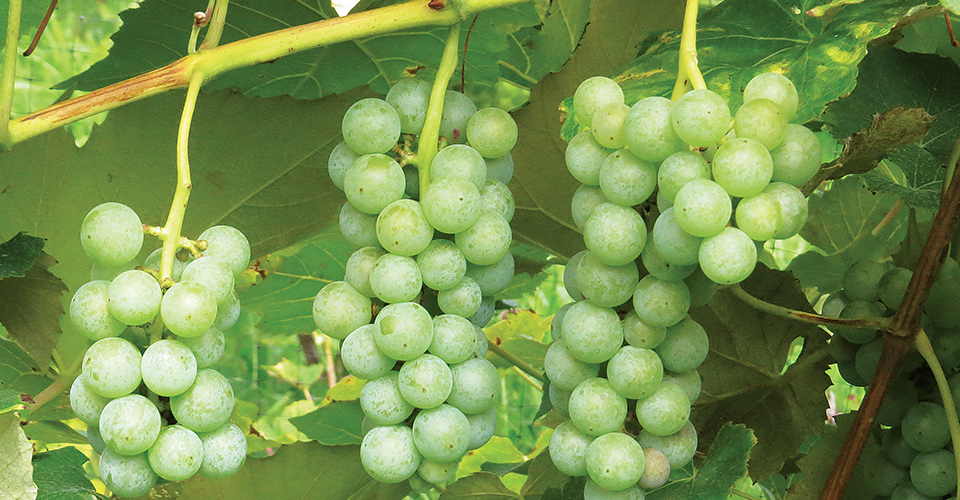 Green grapes hanging from vine