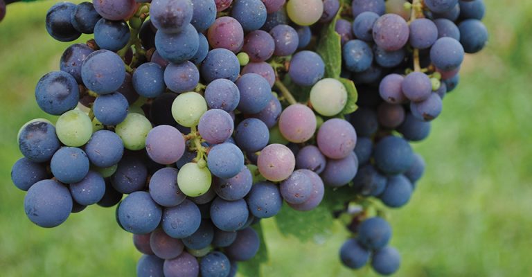 close up of Grape bunch from Millbrook Winery