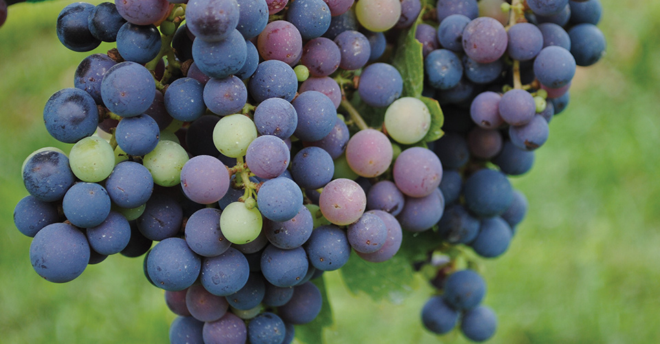 close up of Grape bunch from Millbrook Winery