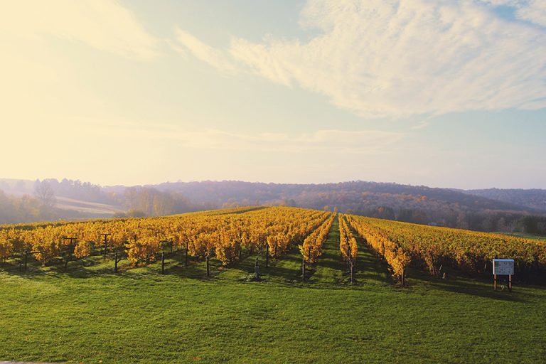 Landscape of grape vineyards at Millbrook Winery, with fall colors.