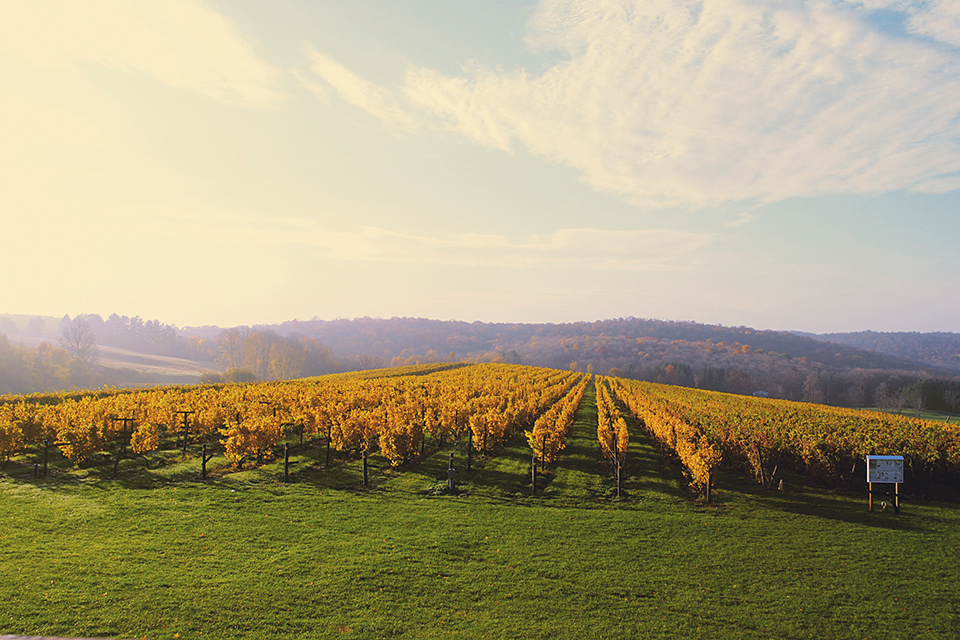 Landscape of grape vineyards at Millbrook Winery, with fall colors.