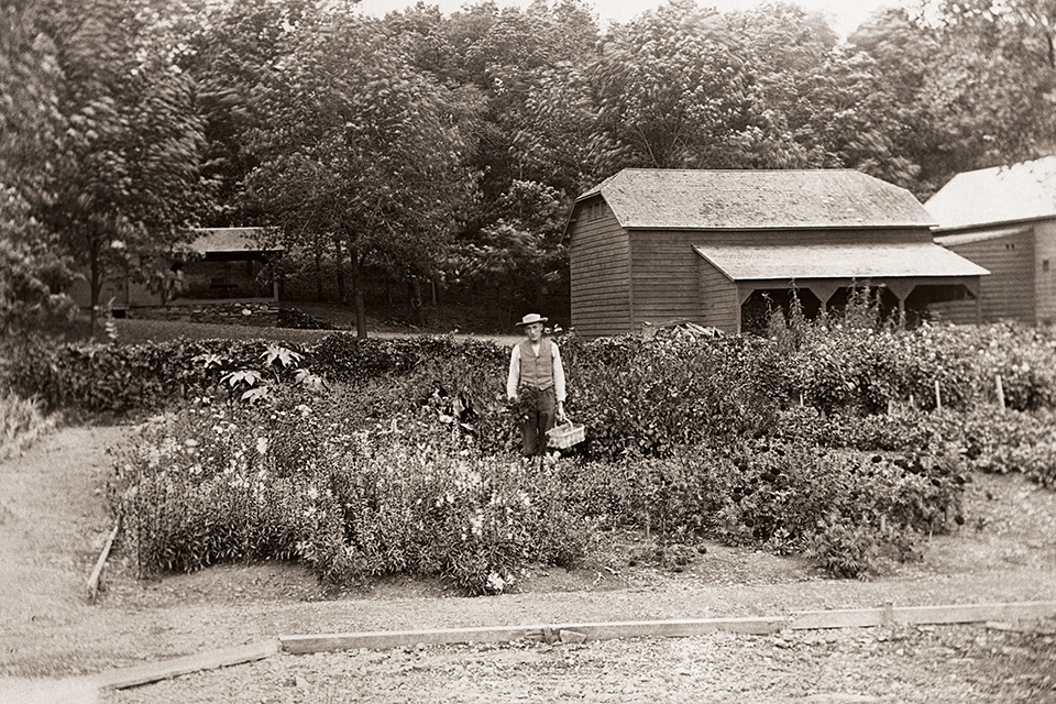 Black and white photo of Gardener Charles Frier with basket, in the kitchen garden at Olana, 1906.