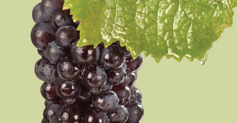 An image of Pinot Noir grapes