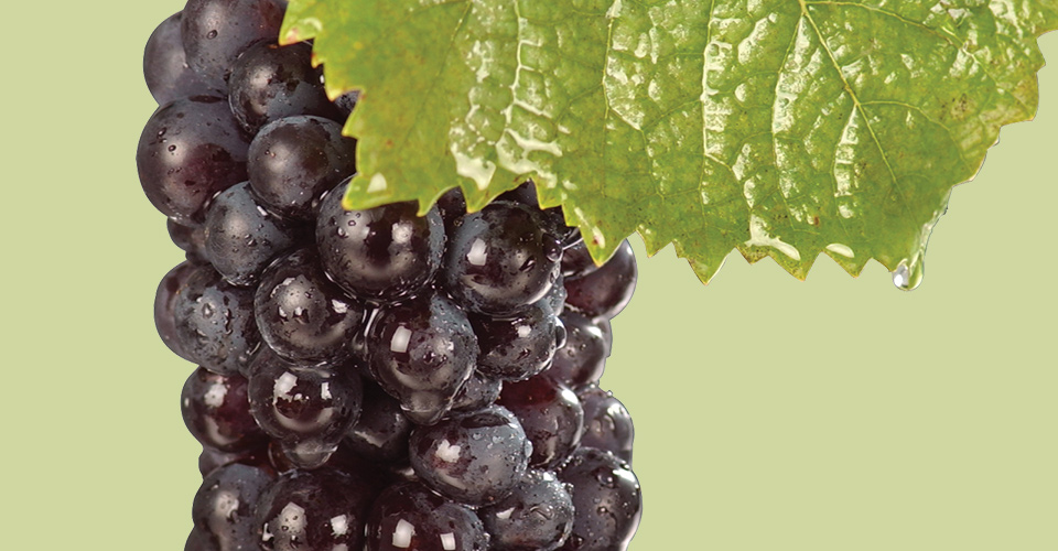 An image of Pinot Noir grapes