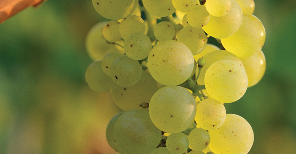 An image of Riesling Grapes