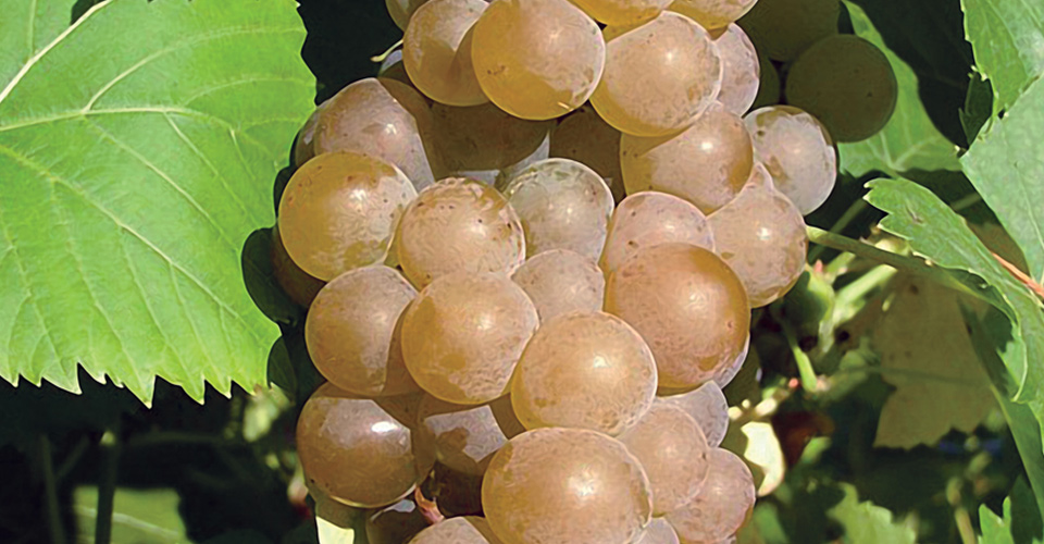An image of Seyval Blanc grapes