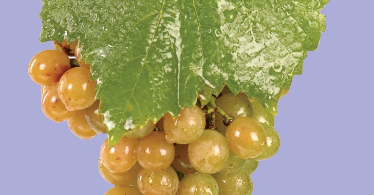An image of Traminette Grapes
