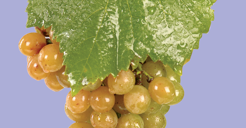An image of Traminette Grapes