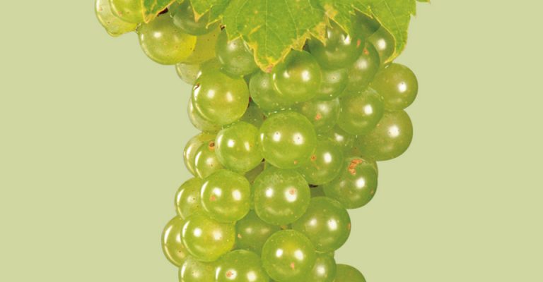 An image of Vidal Blanc grapes