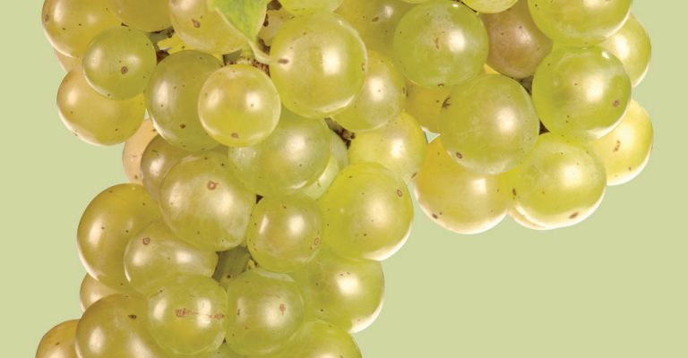 An image of Vignoles Grapes