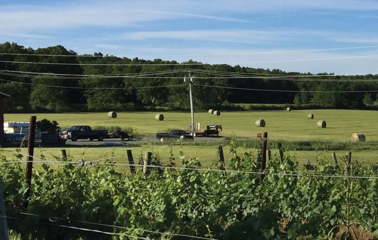 Landscape of Whitecliff Vineyard