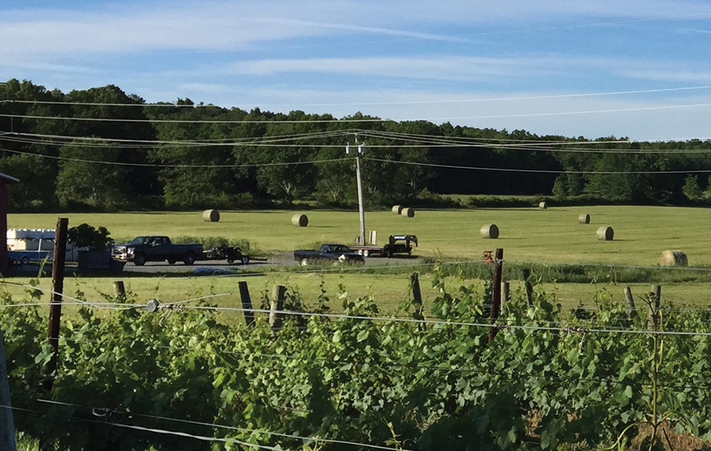 Landscape of Whitecliff Vineyard