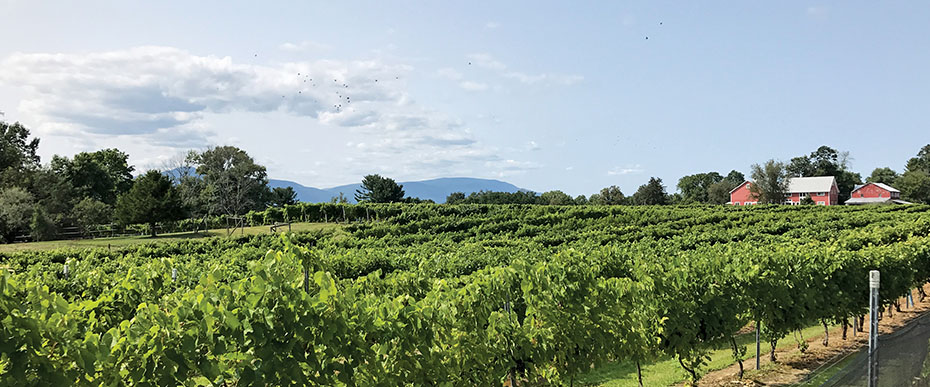 Landscape image of Clermont vineyard