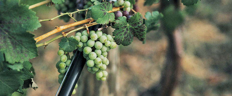 Grapes on vine