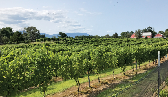 view of vineyards at Millbrook Winery