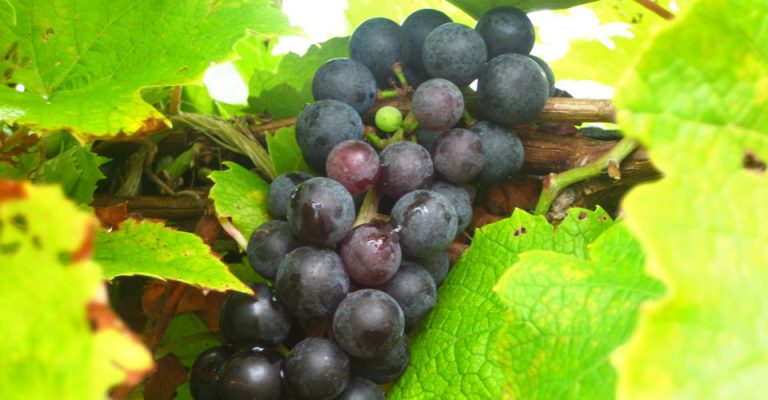view of Noiret grapes on the vine