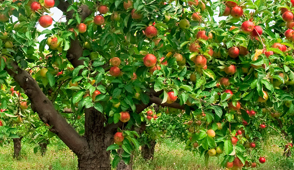 Apples on tree at Robibero Winery