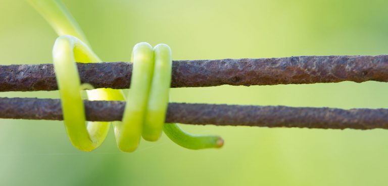 Grape vine tendril wrapped around two branches