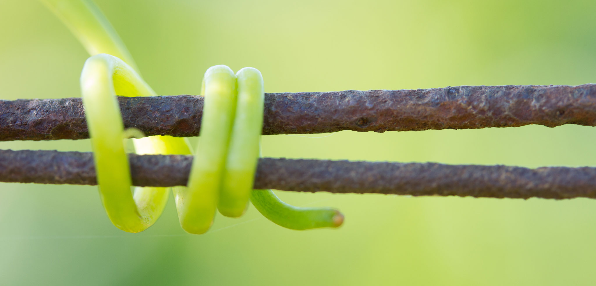 Grape vine tendril wrapped around two branches
