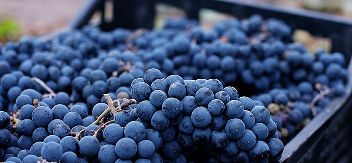 Blue grapes in crate