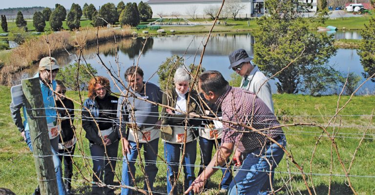 View of instructor pointing out the art of pruning to a group of people, at Millbrook Vineyard & Winery