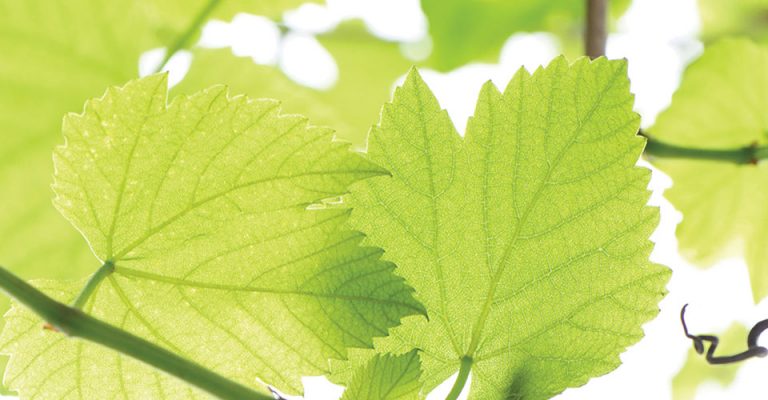 Closeup of green grape leaves from underneath