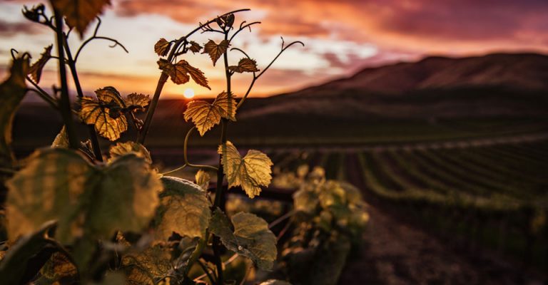 View of a Tuscan vineyard at sunset, with grape vine in foreground.