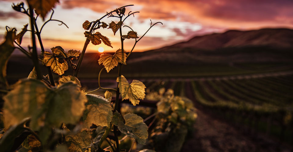 View of a Tuscan vineyard at sunset, with grape vine in foreground.