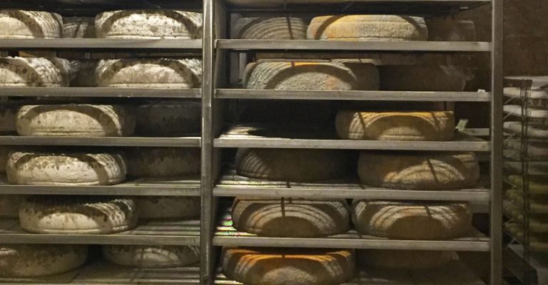unfinished cheese rounds on rack in a creamery
