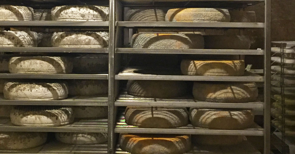 unfinished cheese rounds on rack in a creamery