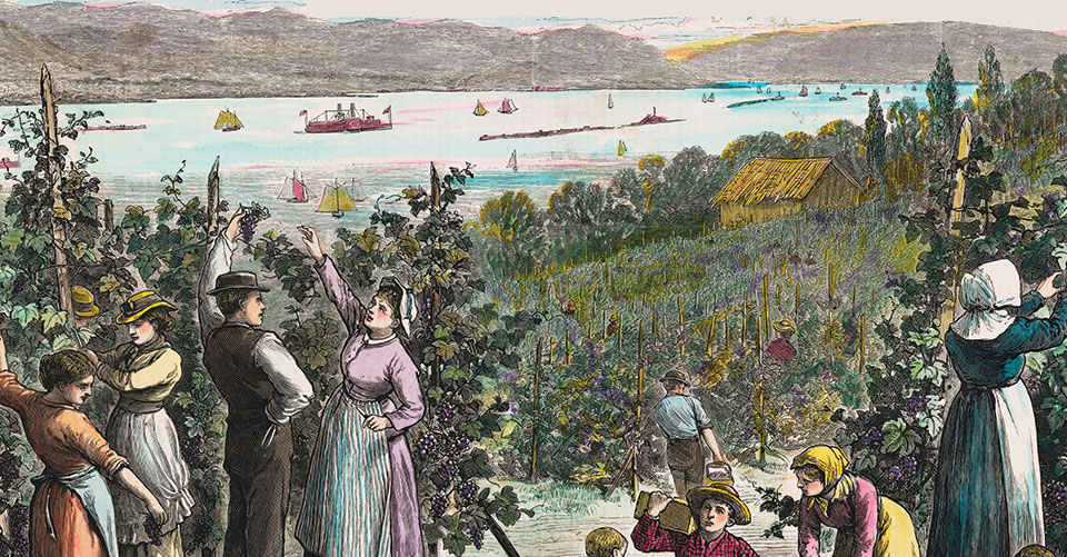 vintage etching of grape picking on the Hudson River
