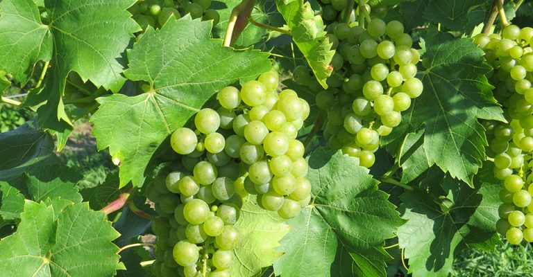 closeup Seyval grapes and grape leaves on the vine