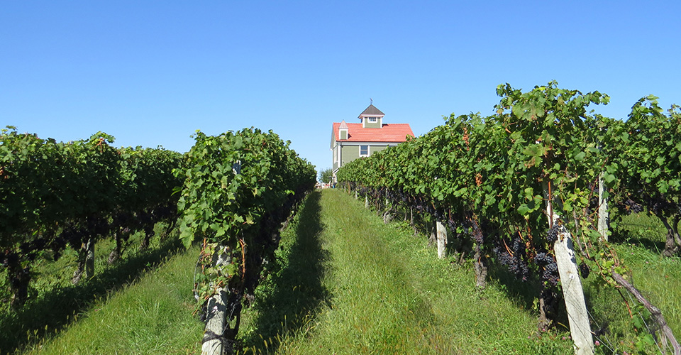 view of red roofed building with vineyard in front