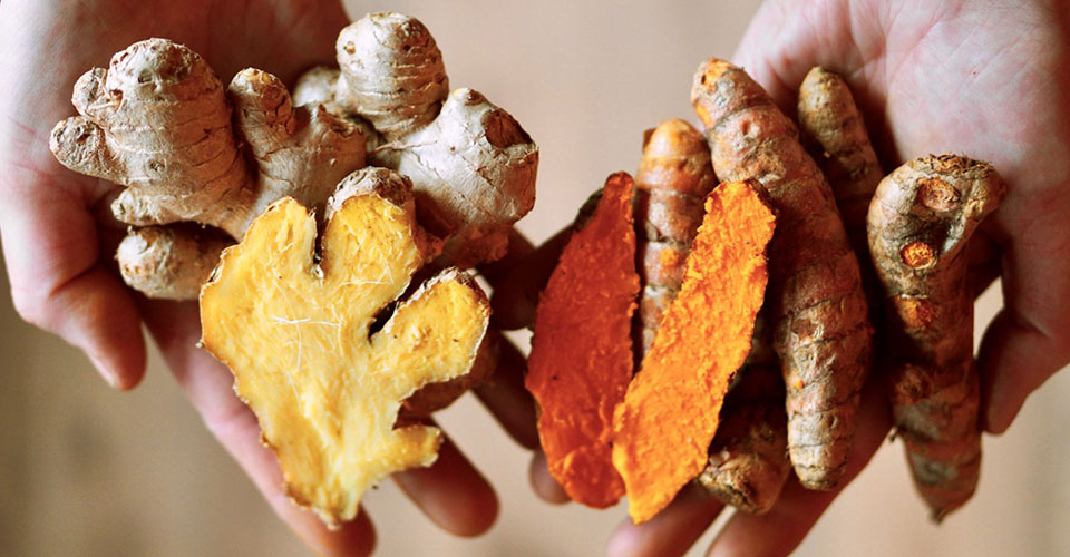 hands holding ginger and tumeric roots