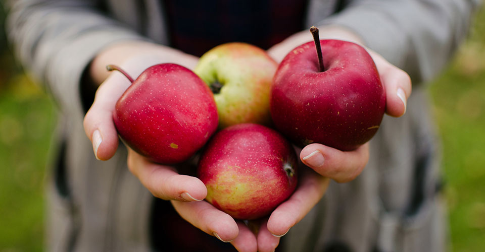 two hands clasped together holding four red apples