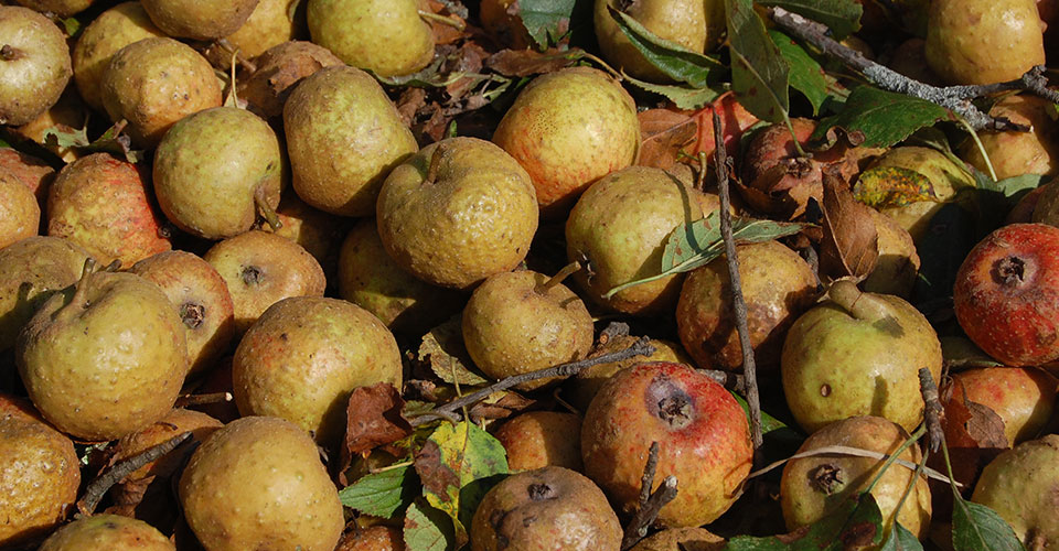 load of ugly apples