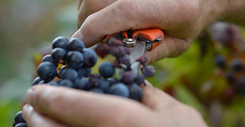 Hands pruning grapes using red scissor