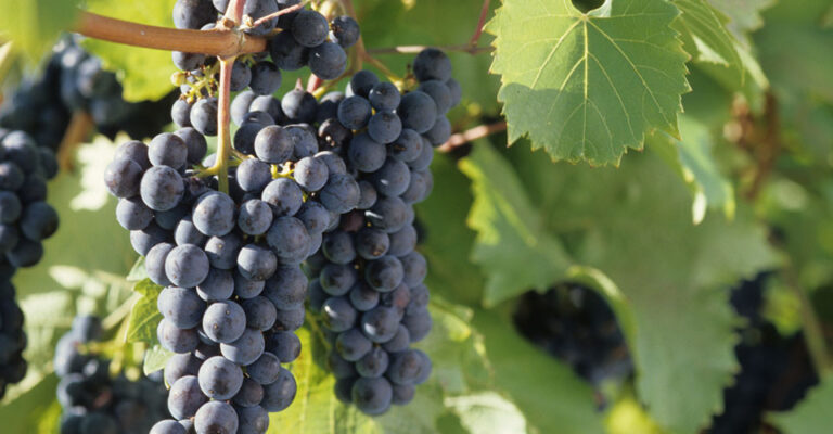 dark grapes hanging on a vine