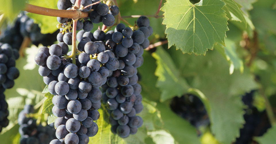 dark grapes hanging on a vine