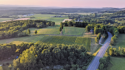 drone view of vineyard