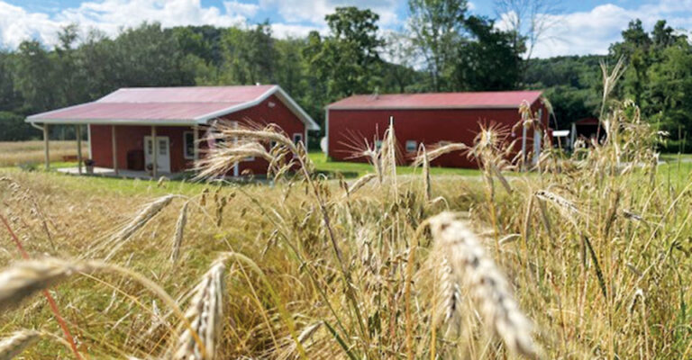 closeup of rye grass with red barns in background